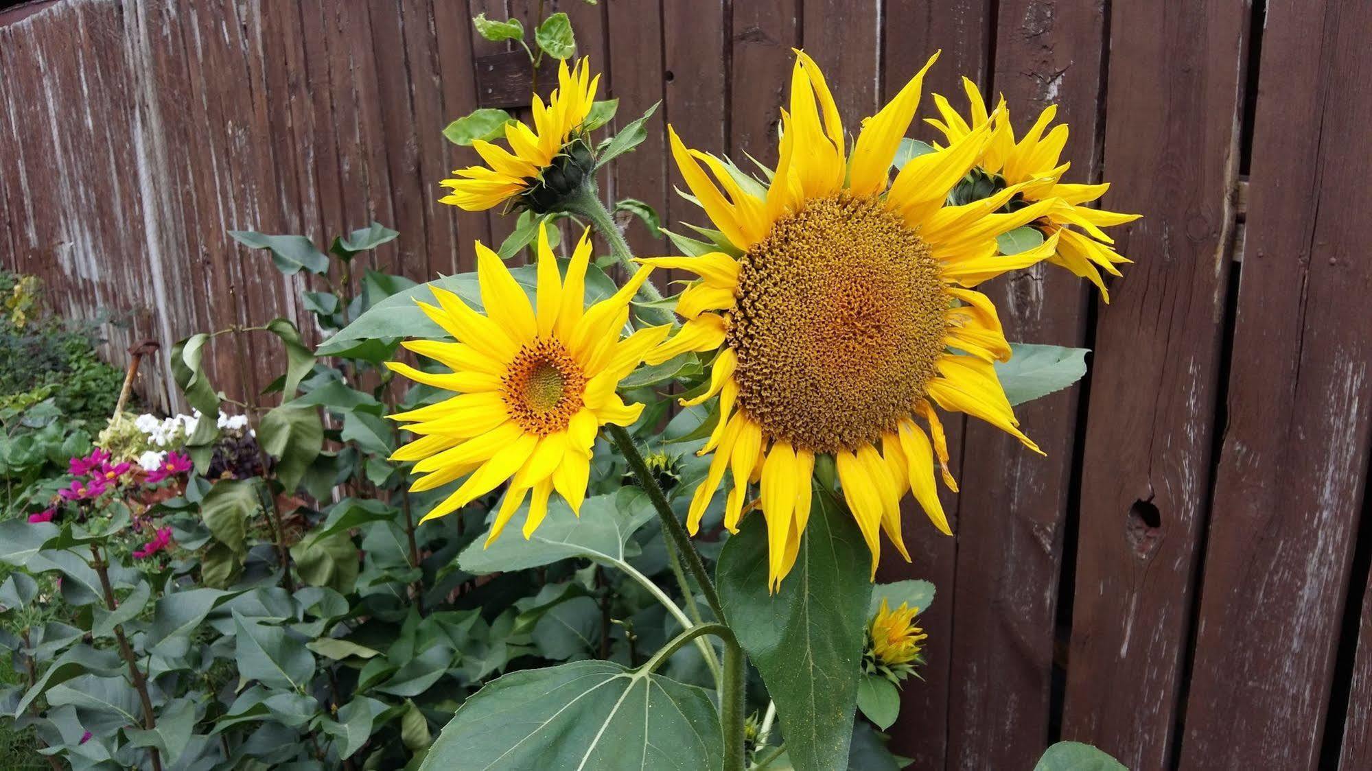 Wild Rose Bed & Breakfast Saskatoon Bagian luar foto